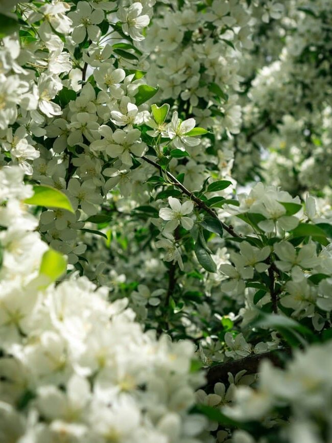 Sănătatea e ruptă din Rai - OanaPustiu.com